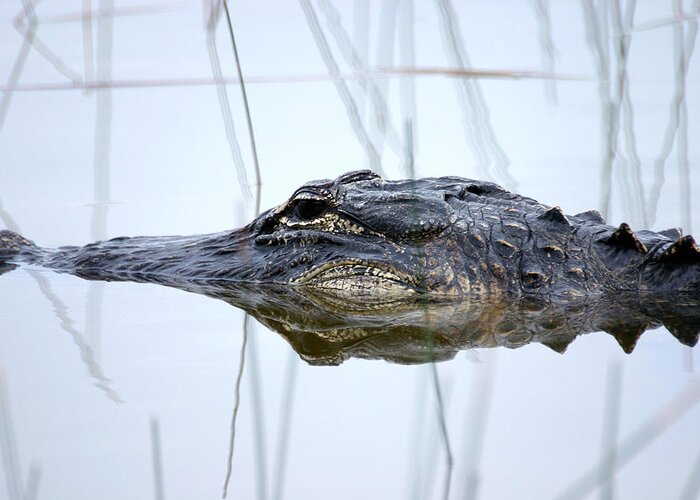 Art Greeting Card featuring the photograph Alligator in the Everglades by Randall Nyhof
