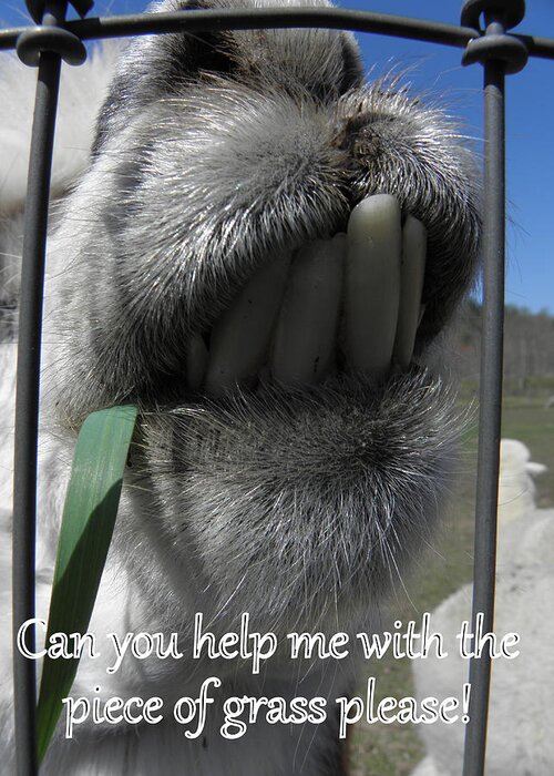 Alpaca Greeting Card featuring the photograph Alpaca funnies by Kim Galluzzo Wozniak