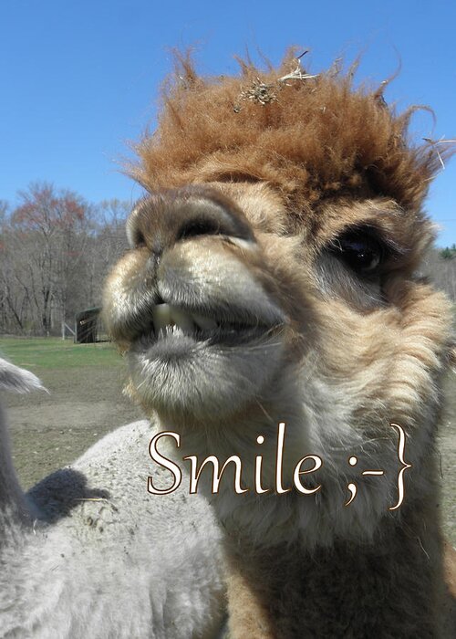 Alpaca Greeting Card featuring the photograph Alpaca Smile by Kim Galluzzo Wozniak