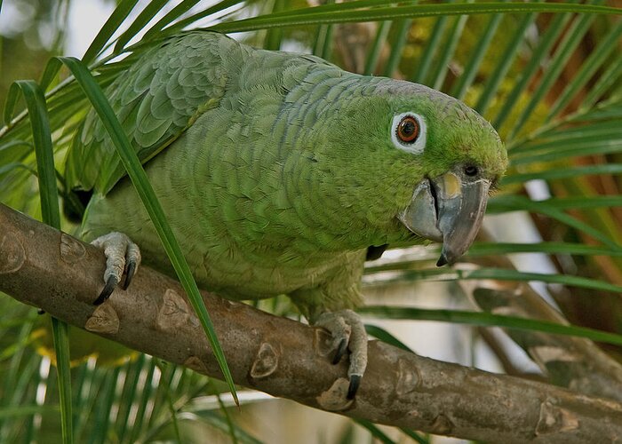 Parrot Greeting Card featuring the photograph Amazon by Larry Linton