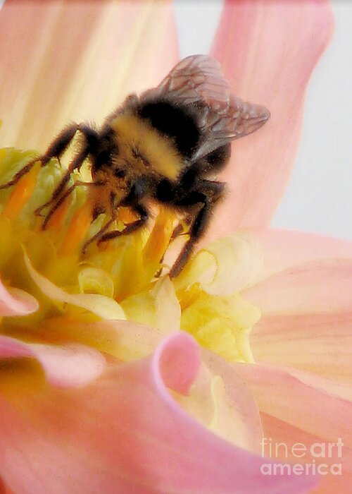 Bee Greeting Card featuring the photograph Ambrosia by Rory Siegel