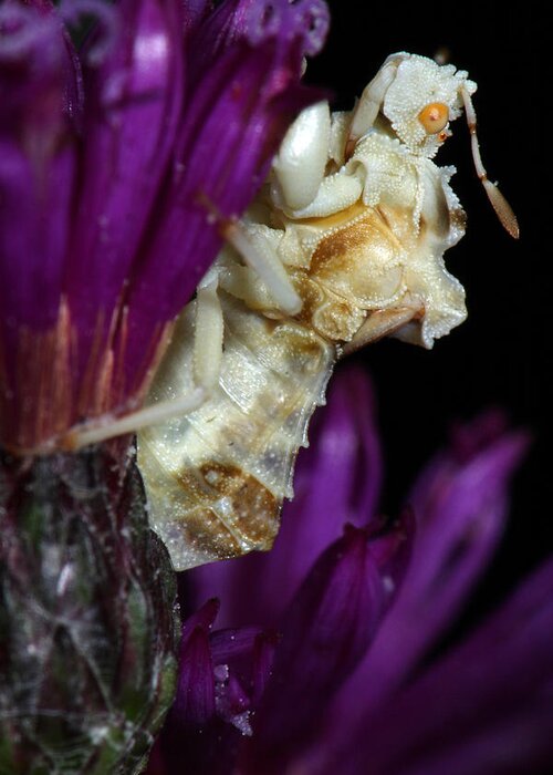 Phymatidae Greeting Card featuring the photograph Ambush Bug On Ironweed by Daniel Reed