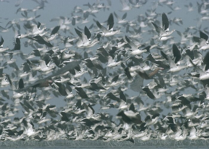 00171486 Greeting Card featuring the photograph American Avocet Flock Erupting by Tim Fitzharris