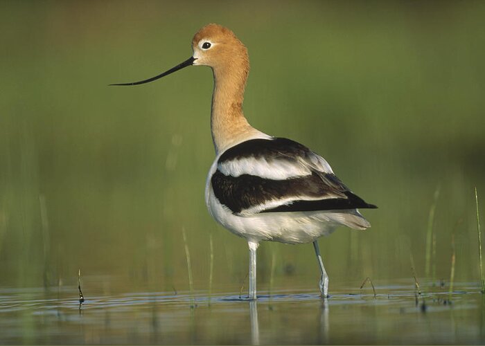 00171482 Greeting Card featuring the photograph American Avocet In Breeding Plumage by Tim Fitzharris