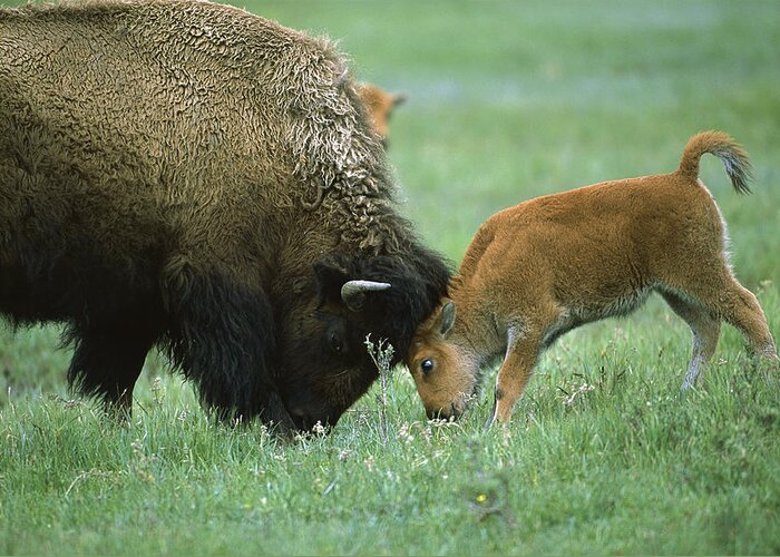 007461115 Greeting Card featuring the photograph American Bison Cow And Calf by Suzi Eszterhas