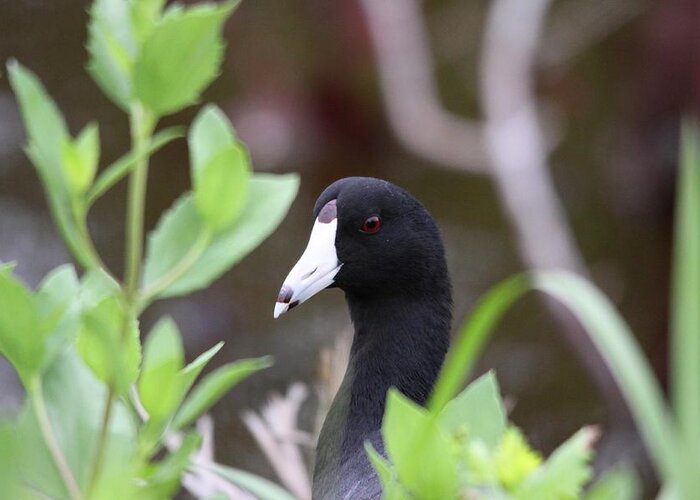 American Coot Greeting Card featuring the photograph American Coot by Jeanne Andrews