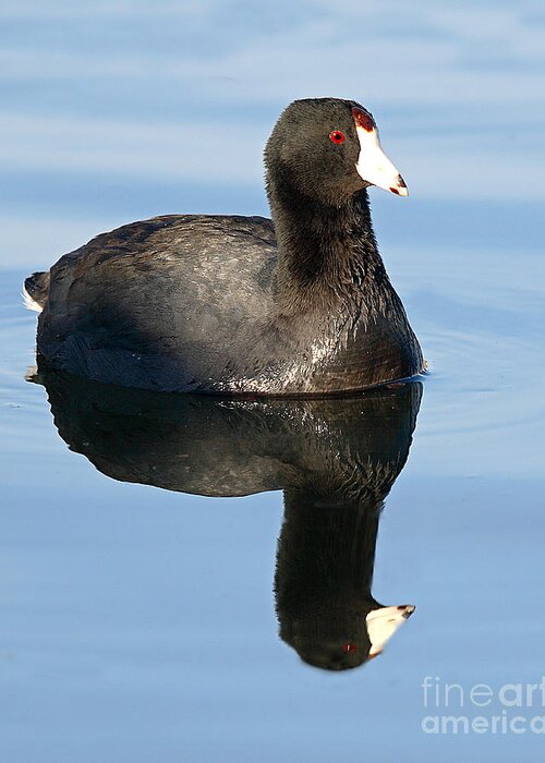Natural Greeting Card featuring the photograph American Coot Reflections by Max Allen
