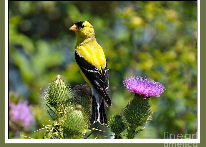 Bird Greeting Card featuring the photograph American Goldfinch 2 by Elaine Manley