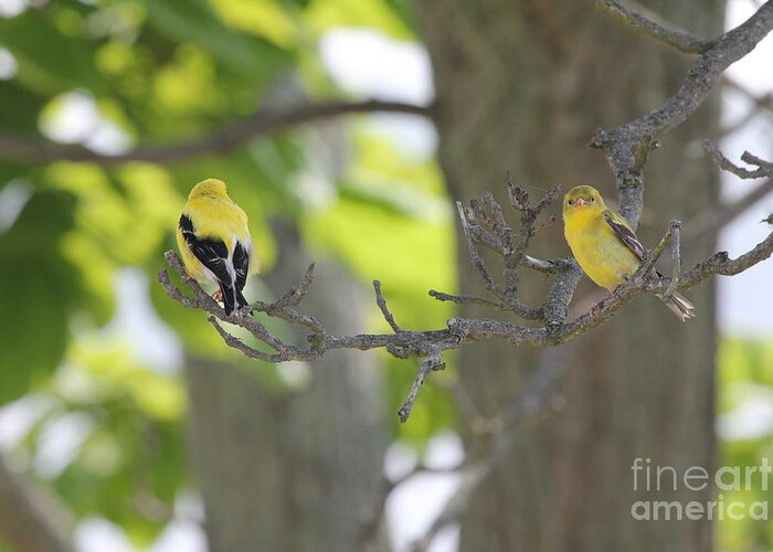 American Goldfinch Greeting Card featuring the photograph American Goldfinch by Scenesational Photos