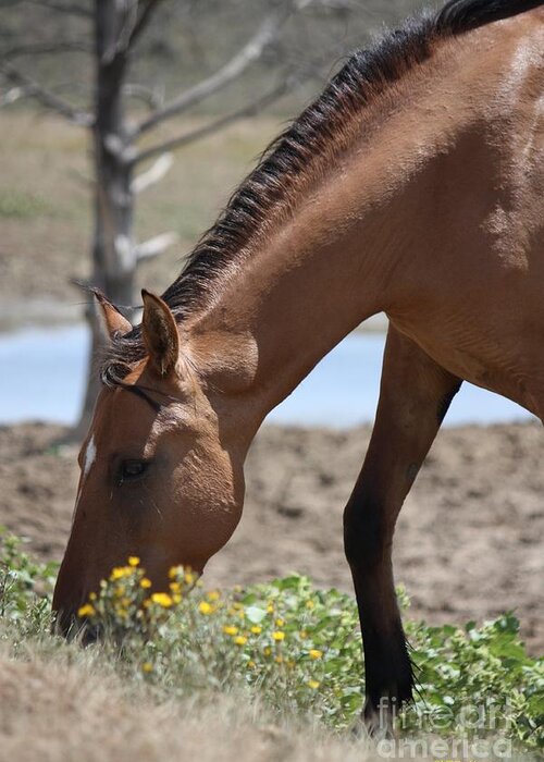 Horses Greeting Card featuring the photograph Amongst the Wildflowers - Monero Mustangs Sanctuary by Veronica Batterson