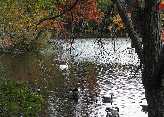 Geese Greeting Card featuring the photograph An Autumn Swim by Kim Galluzzo Wozniak