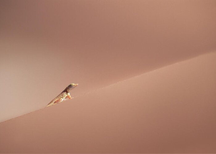 Mp Greeting Card featuring the photograph Anchietas Desert Lizard Meroles by Gerry Ellis