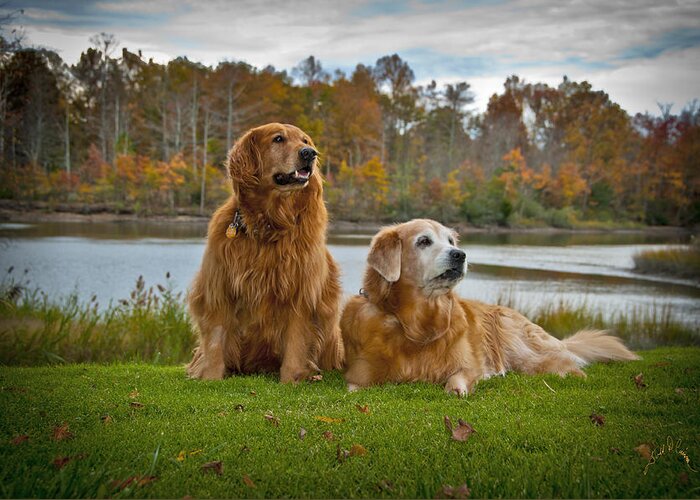 Dogs Greeting Card featuring the photograph Angus and Lucky by T Cairns