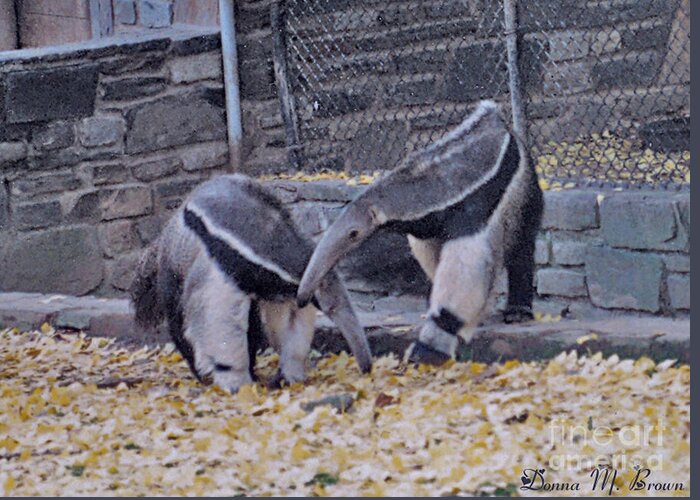 Animals Greeting Card featuring the photograph Anteaters by Donna Brown