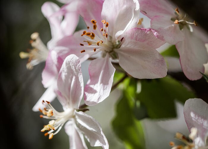 Apple Greeting Card featuring the photograph Apple Blossom by Ralf Kaiser