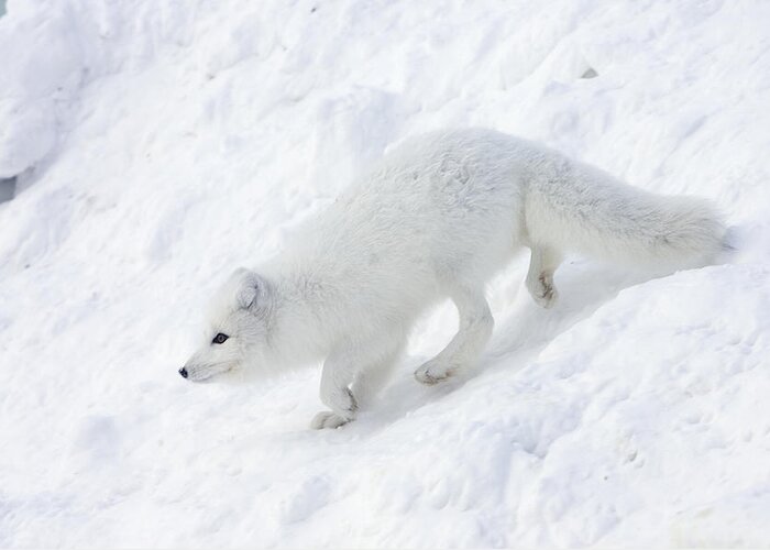 Mp Greeting Card featuring the photograph Arctic Fox Alopex Lagopus On Snow Drift by Matthias Breiter