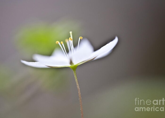 Heiko Greeting Card featuring the photograph Arctic Starflower by Heiko Koehrer-Wagner