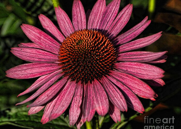Coneflower Greeting Card featuring the photograph Artistic Coneflower by Edward Sobuta
