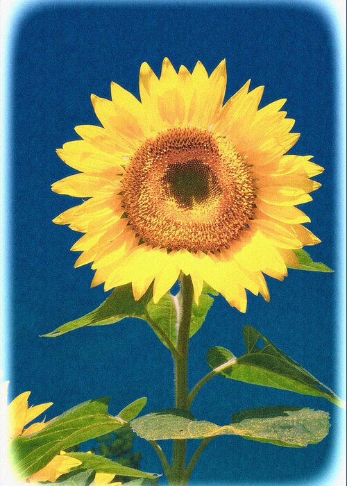 Sunflower Greeting Card featuring the photograph Artsy Sunflower by Nancy De Flon