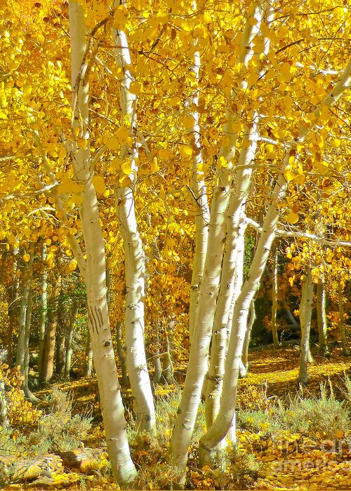 Aspen Greeting Card featuring the photograph Aspen Claws by L J Oakes