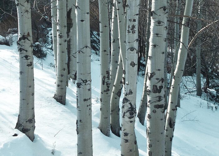 Winter Aspen Greeting Card featuring the photograph Aspen have Eyes by L J Oakes