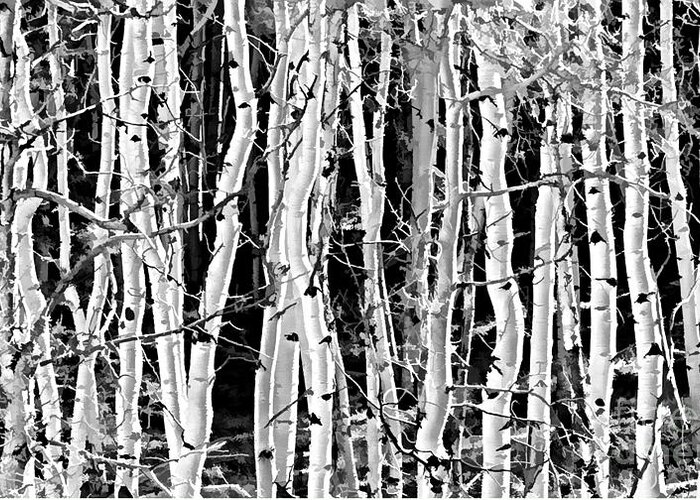 Aspens Greeting Card featuring the photograph Aspens by Clare VanderVeen