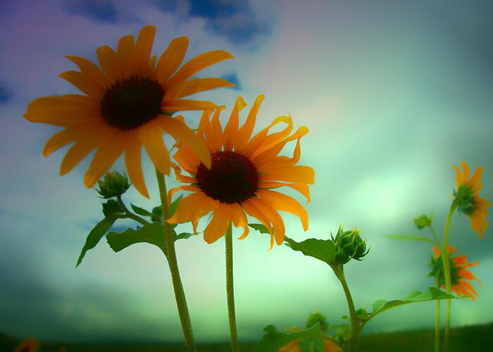 Sunflower Greeting Card featuring the photograph Asphalt Lemonade by Mark Ross