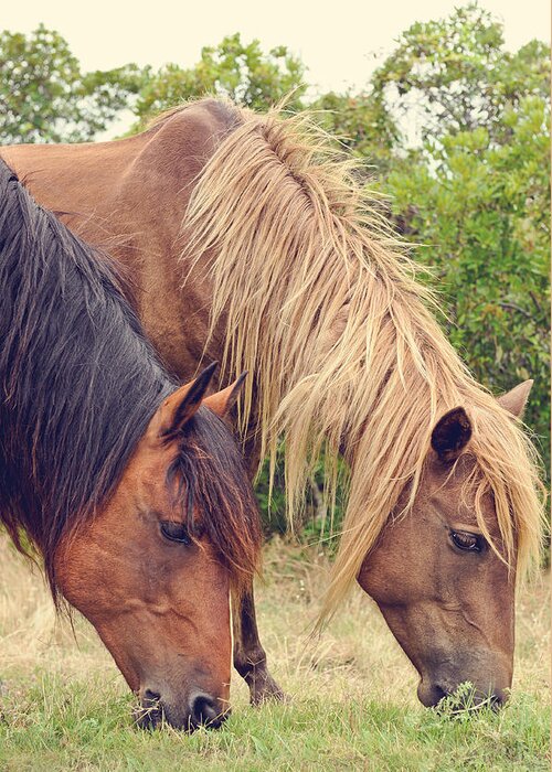 Ponies Greeting Card featuring the photograph Assateague ponies by Kelley Nelson