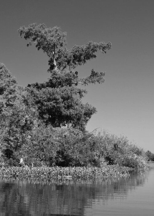 Tree Greeting Card featuring the photograph Atchafalaya Basin 25 Southern Louisiana by Maggy Marsh
