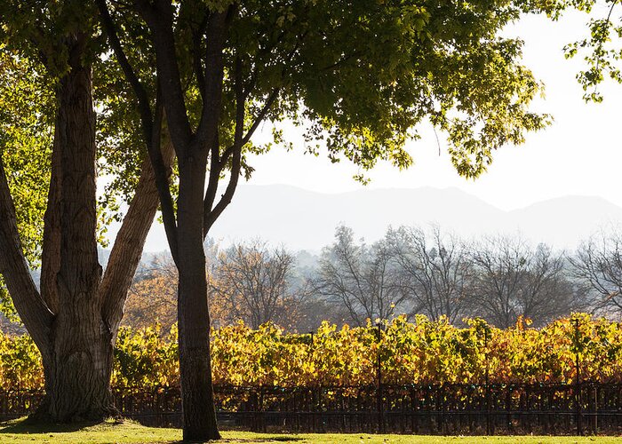 Autumn Greeting Card featuring the photograph Autumn In A Vineyard by Dina Calvarese