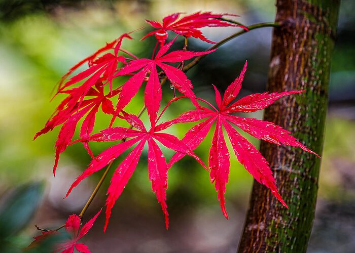 Japanese Greeting Card featuring the photograph Autumn Japanese Maple by Ken Stanback