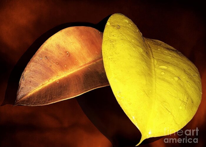 Autumn Greeting Card featuring the photograph Autumn Leaves by Ellen Cotton