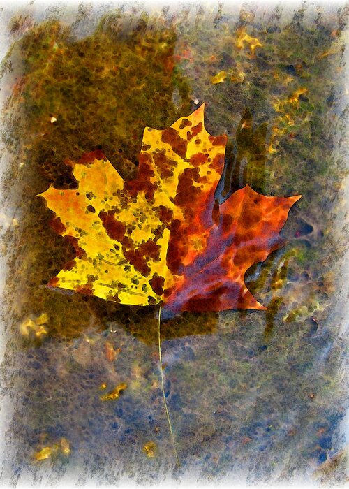 Botanical Greeting Card featuring the digital art Autumn Maple Leaf in water by Debbie Portwood