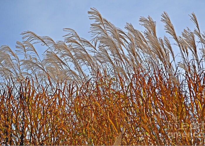 Afternoon Greeting Card featuring the photograph Autumn Wind through the Grass by Mary Machare