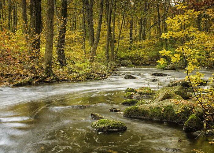 Landscape Greeting Card featuring the photograph Babbling Brook by Fran Gallogly