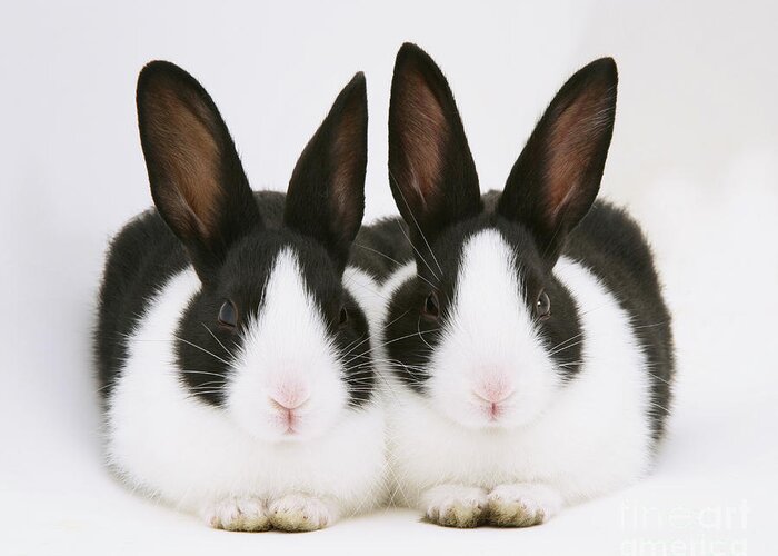 Black-and-white Dutch Rabbit Greeting Card featuring the photograph Baby Black-and-white Dutch Rabbits by Jane Burton