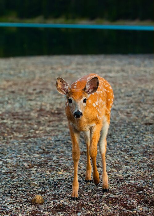 Animal Greeting Card featuring the photograph Bambi by Sebastian Musial