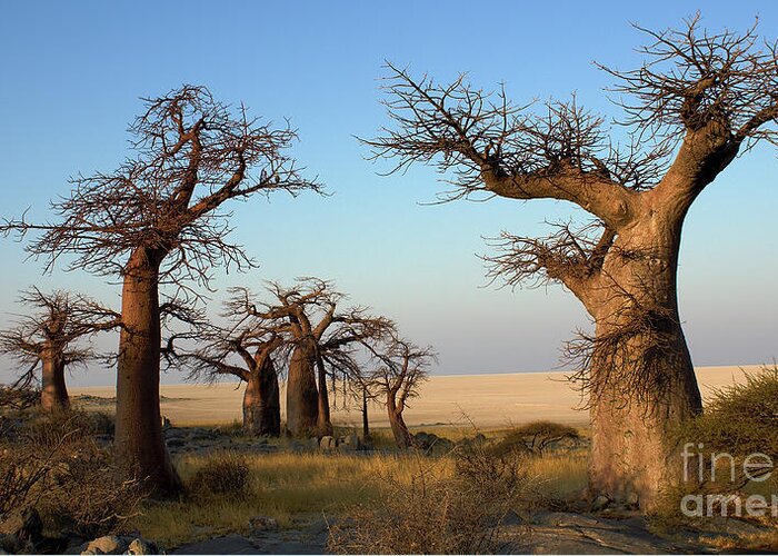 Baobab Tree Greeting Card featuring the photograph Baobabs of Makgadikgadi by Mareko Marciniak