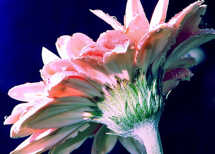 Gerbera Daisy Greeting Card featuring the photograph Bathing In Moonlight by Rory Siegel