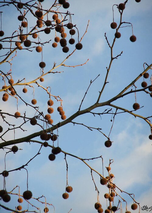 Seed Pods Greeting Card featuring the photograph Baubles by Laura Hol Art