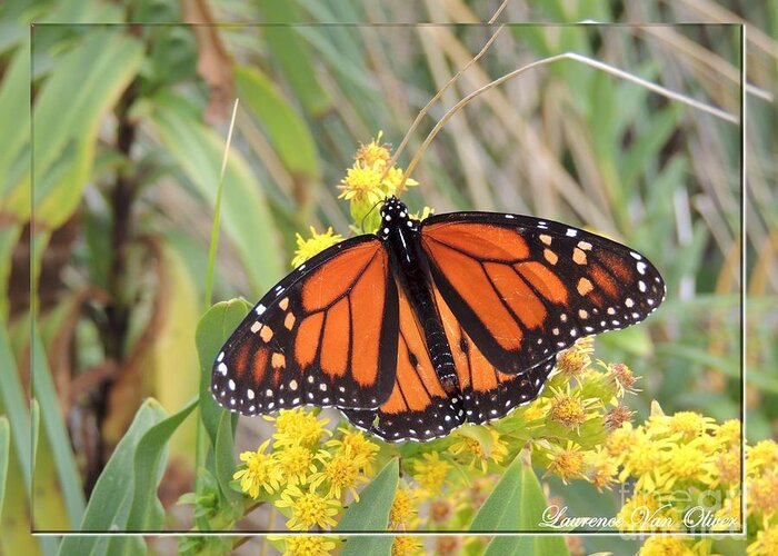 Monarch Greeting Card featuring the photograph Beach Beauty by Laurence Oliver