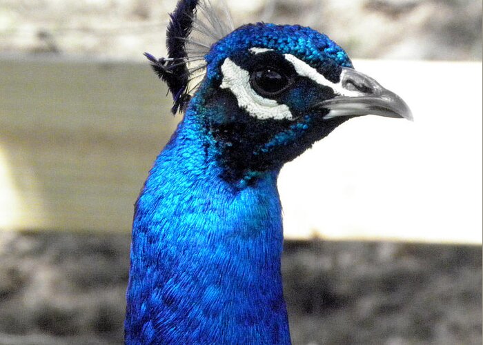 Peacock Greeting Card featuring the photograph Beautiful blues by Kim Galluzzo