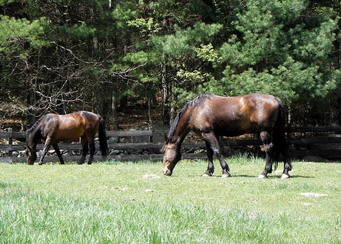 Horse Photography Greeting Card featuring the photograph Beautiful Geldings Grazing by Kim Galluzzo