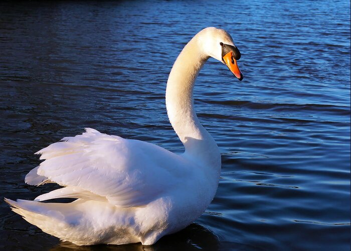 Swan Greeting Card featuring the photograph Beautiful Swan by Gordon Dean II