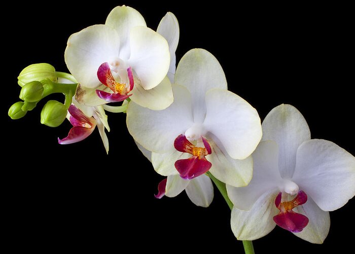 Beautiful Greeting Card featuring the photograph Beautiful White Orchids by Garry Gay