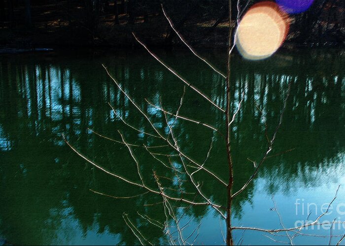 Spot Sun Flare Reflection Blue Water Winter Lens Tree Trunk Green Greeting Card featuring the photograph Beauty Spot by Vilas Malankar
