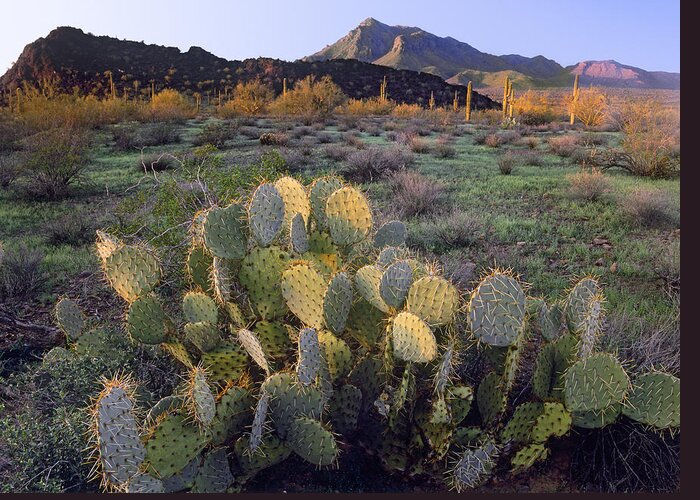 00176714 Greeting Card featuring the photograph Beavertail Cactus With Picacho Mountain by Tim Fitzharris