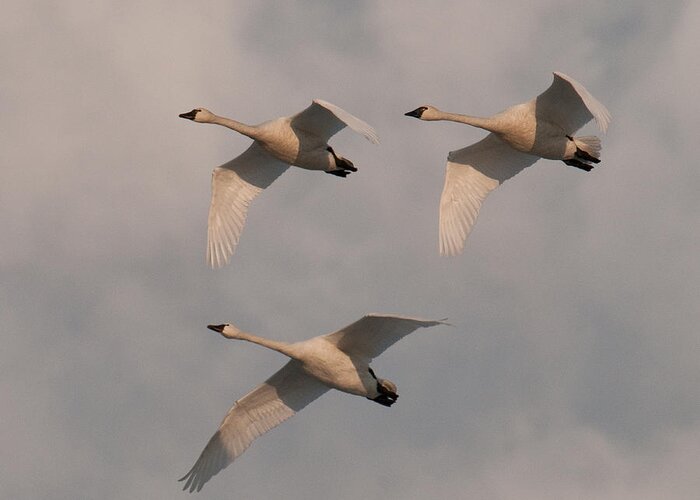 Swans Greeting Card featuring the photograph Before The Storm by Craig Leaper