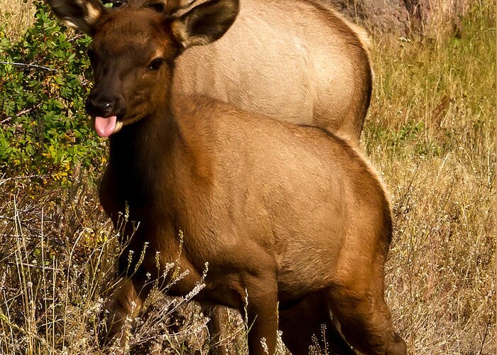 Elk Greeting Card featuring the photograph Being a Brat by Sue Karski