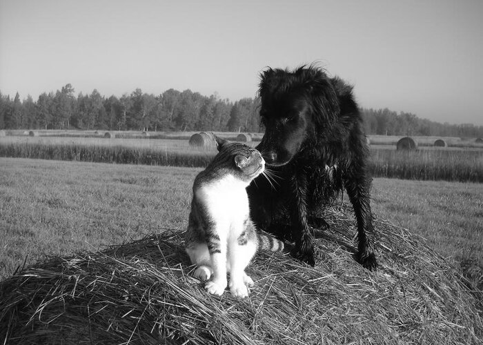 Cat Greeting Card featuring the photograph Best Buddies Black and White by Kent Lorentzen